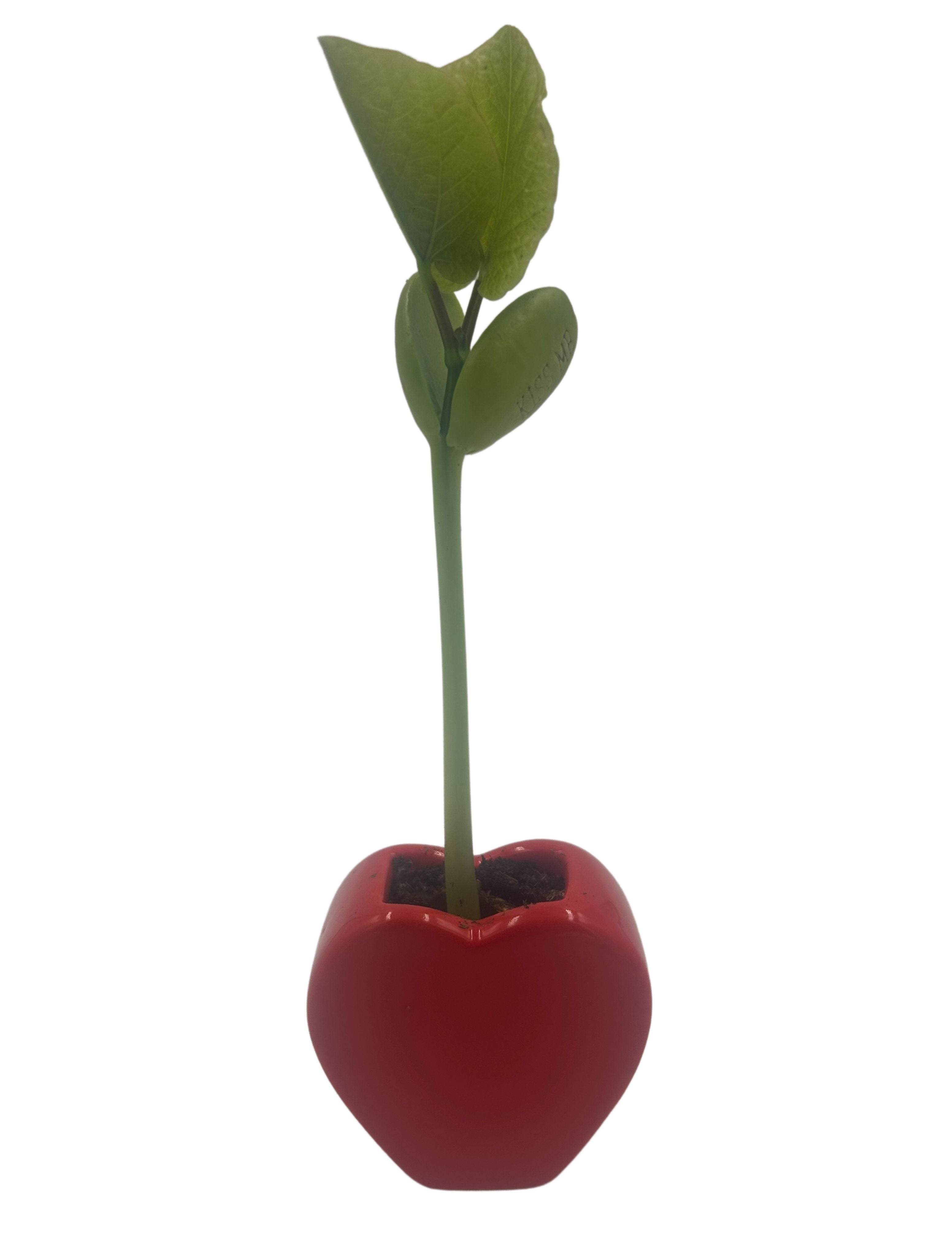 Love Heart Vase Grow Kit