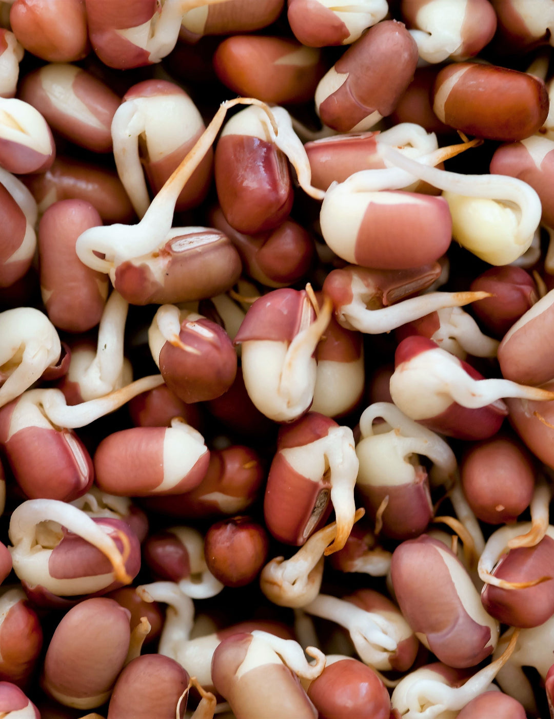 Adzuki Bean - Sprouting BULK BAG