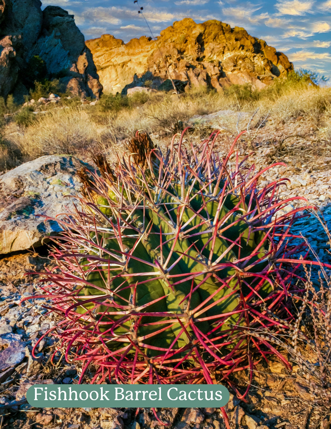 Cactus Mix