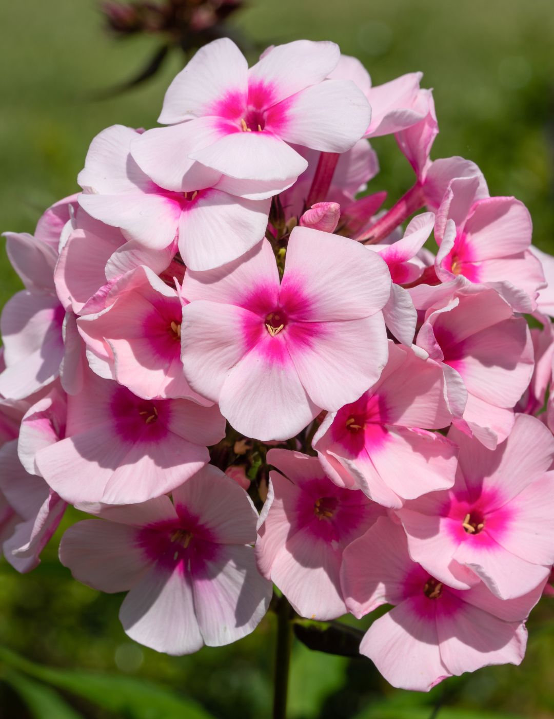 Phlox Brilliancy Dwarf