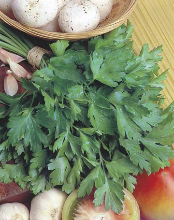 Parsley Giant of Italy ORGANIC