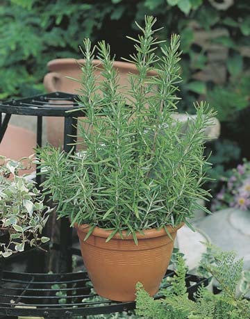 Rosemary Remembrance Seeds