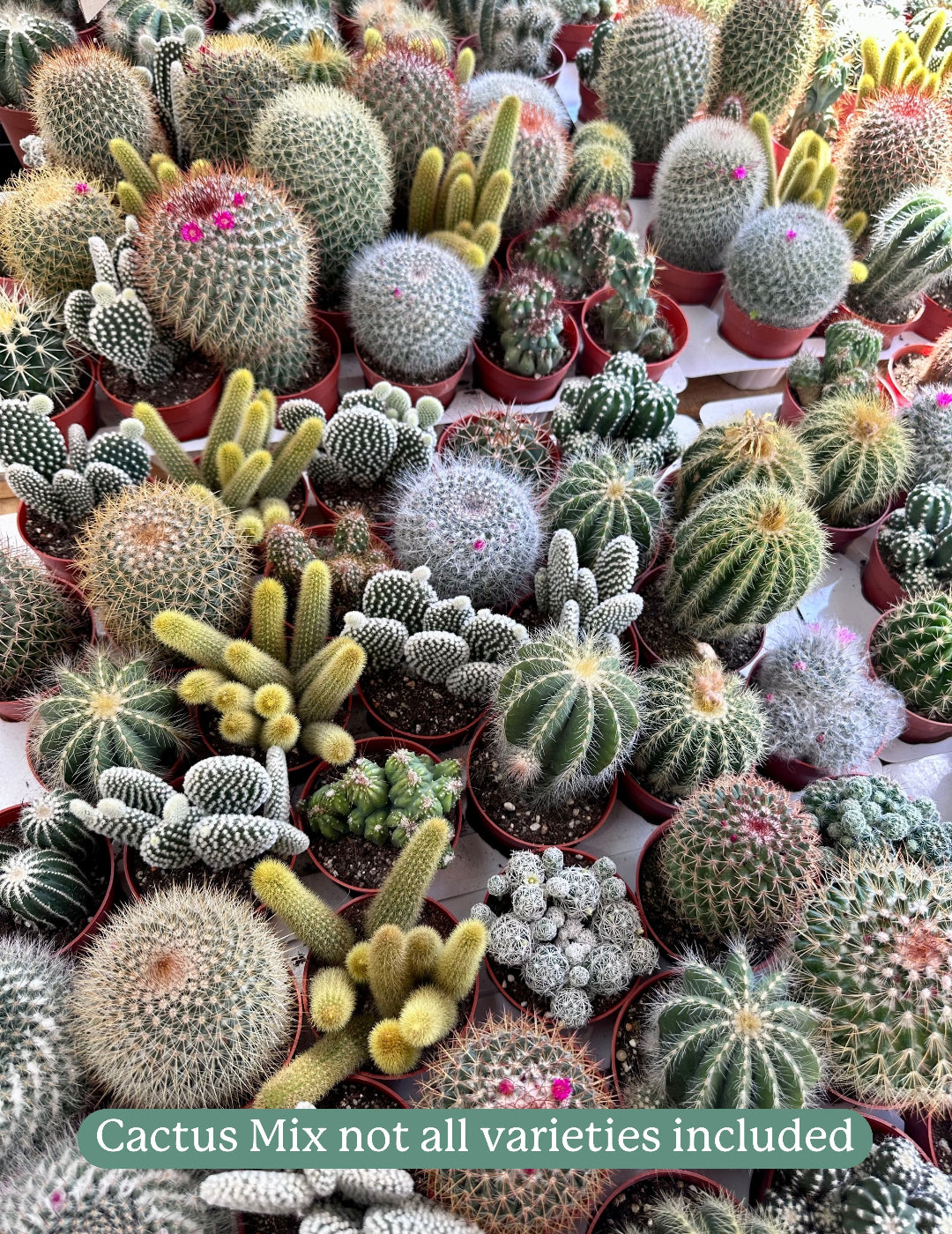 Cactus Mix