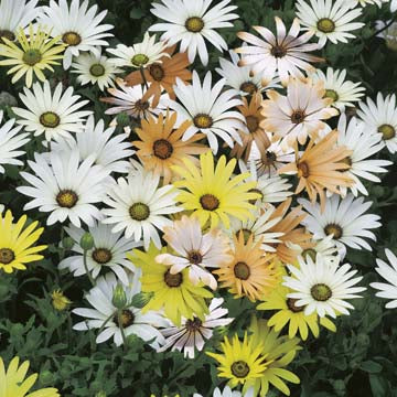 African Daisy (Dimorphotheca) Limpopo Mix