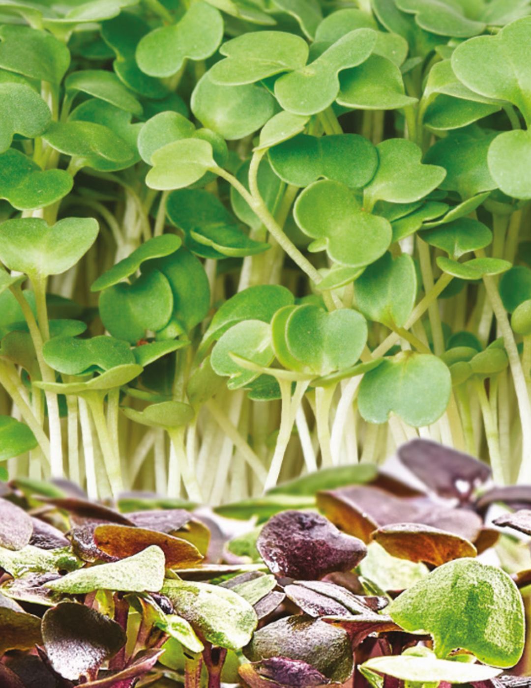 Microgreens Flavours of the Mediterranean