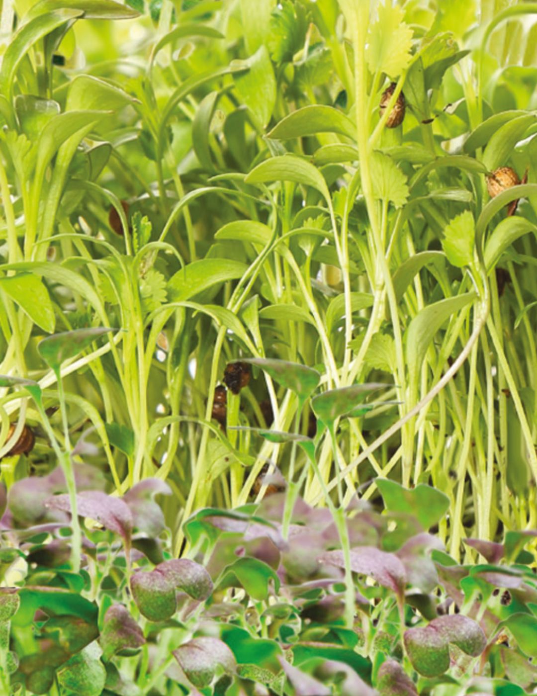 Microgreens Flavours of the Orient