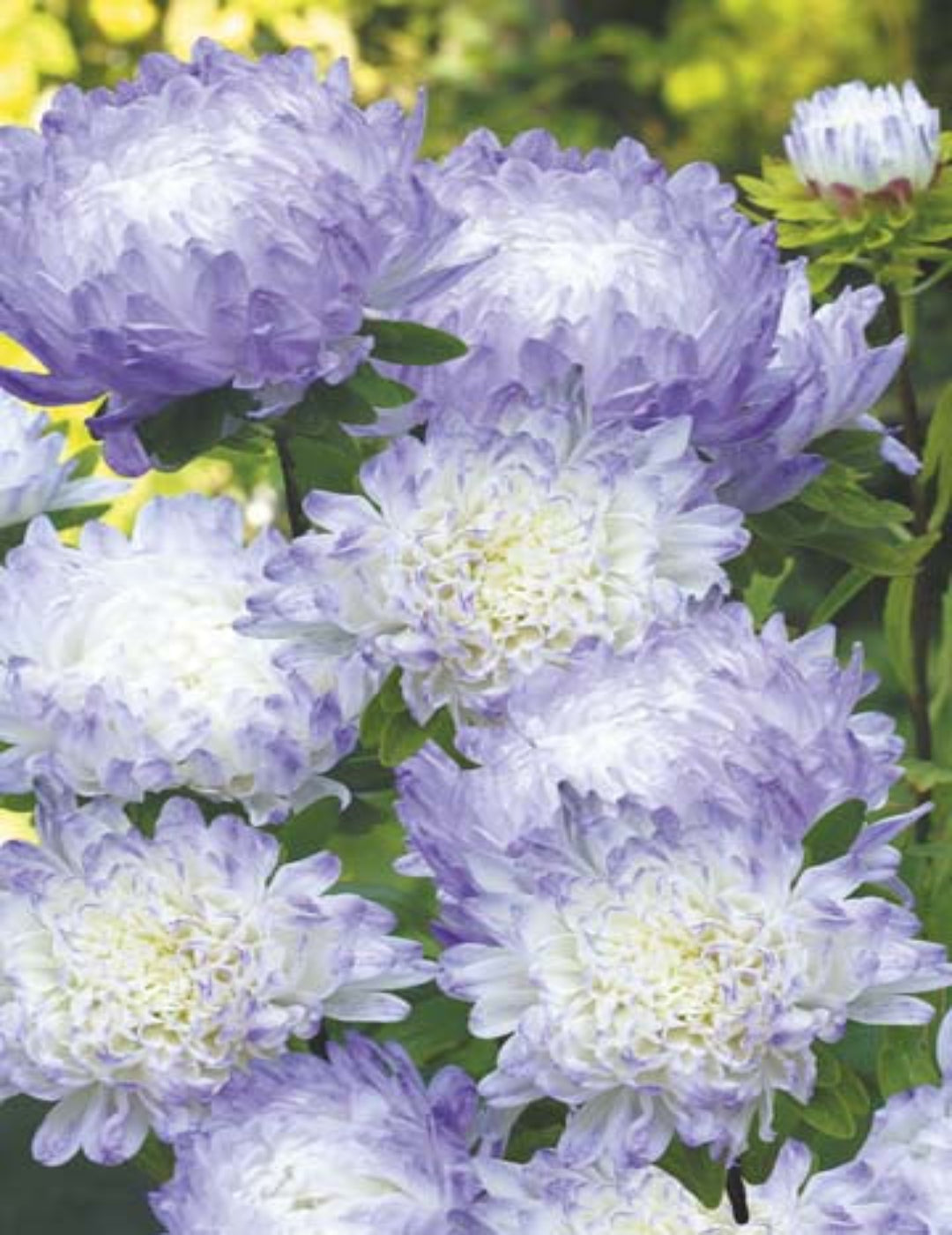 Aster Duchess Blue Ice