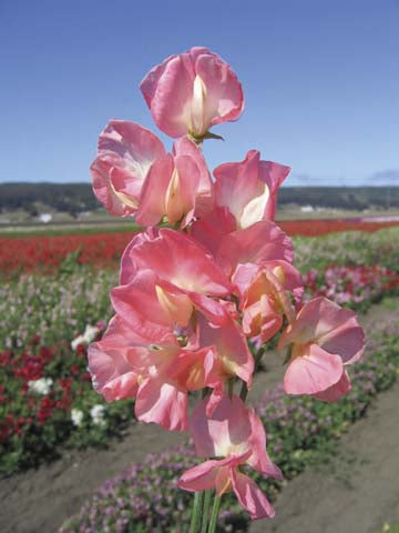 Sweet Pea Princess Elizabeth