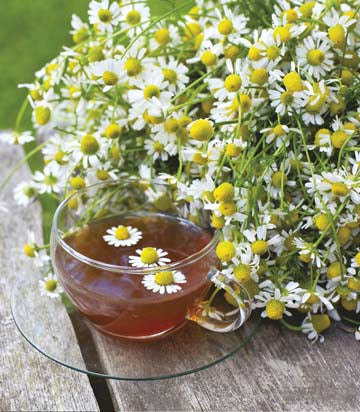 Chamomile