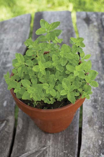 Oregano Seed Mat