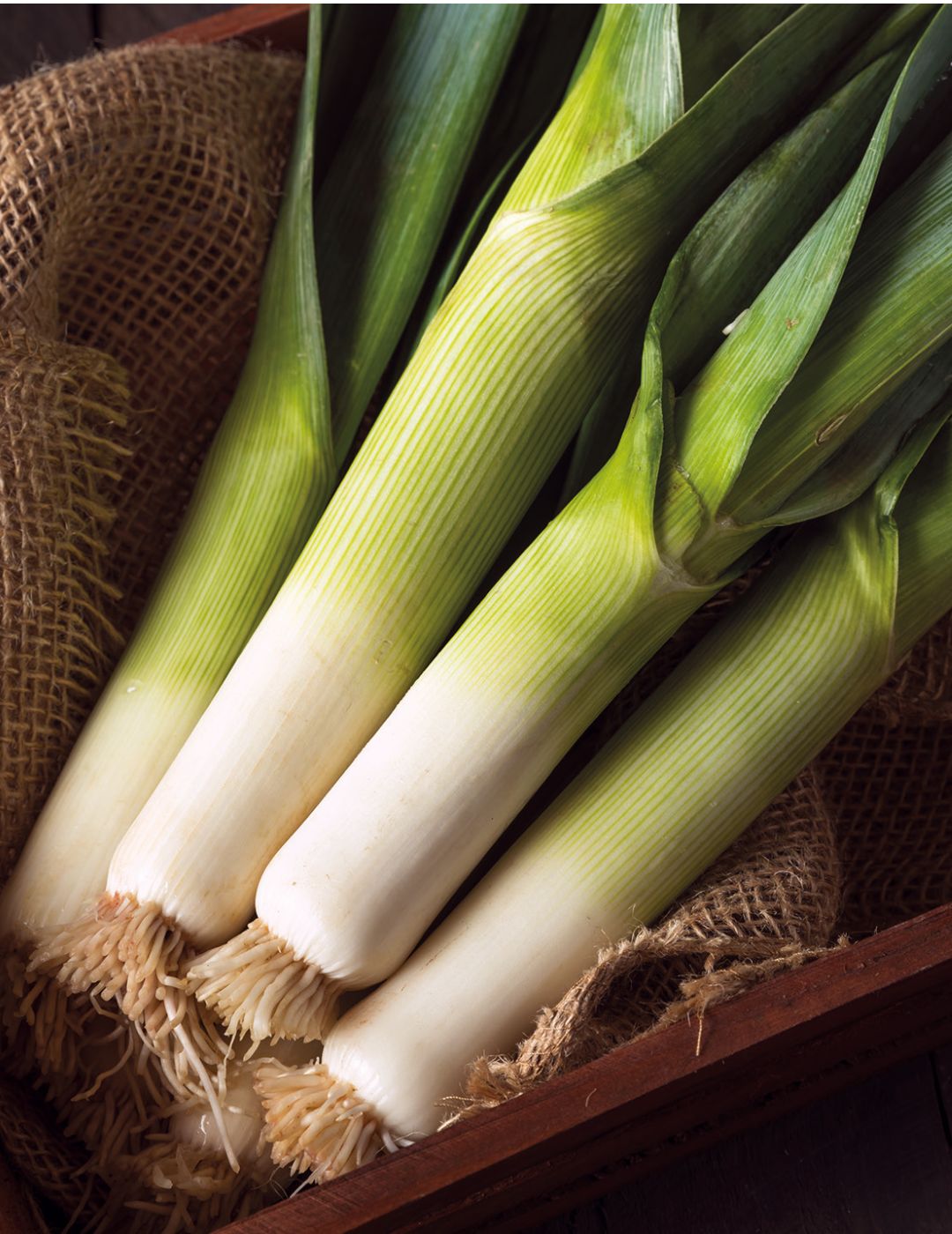 Leek Carentan 2 ORGANIC