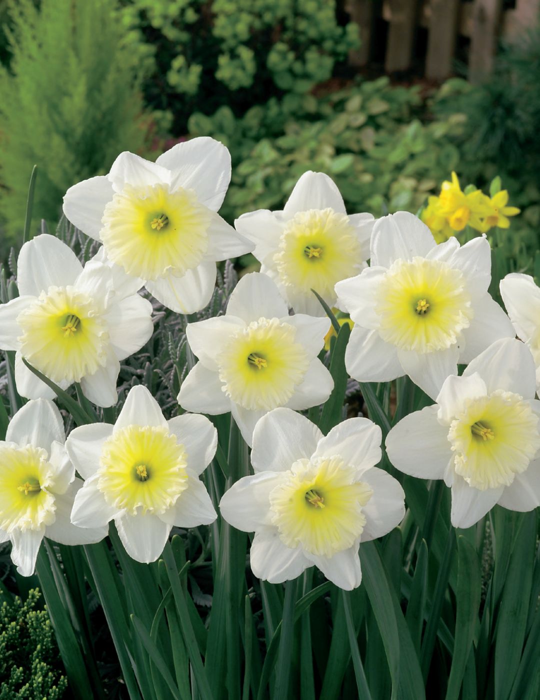 Daffodil Ice Follies