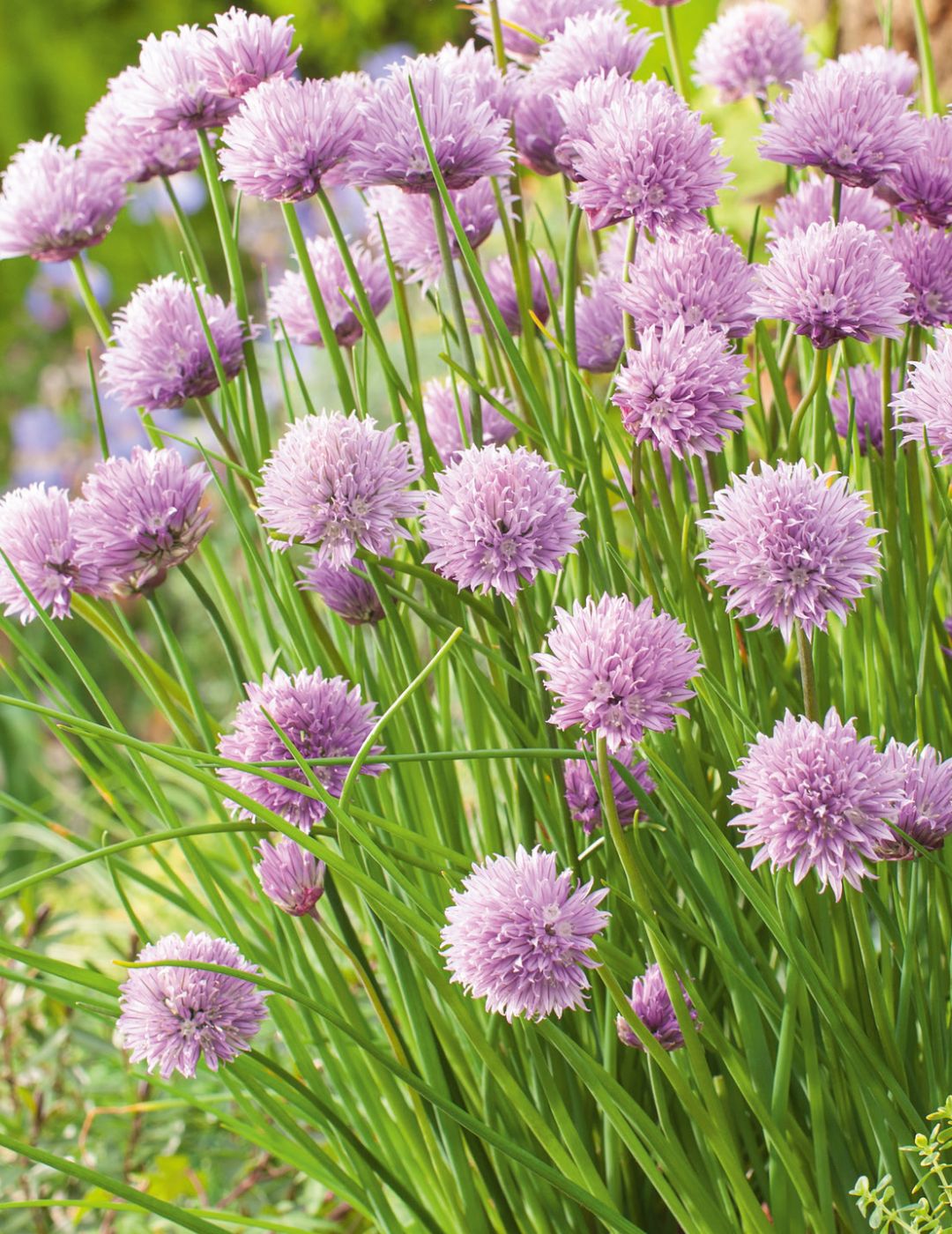 Chives Polycross ORGANIC