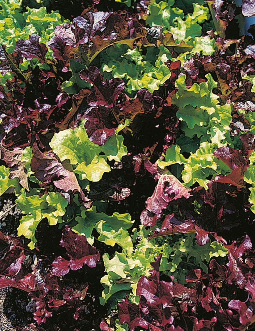 Red and Green Salad Bowl Organic Lettuce Seeds