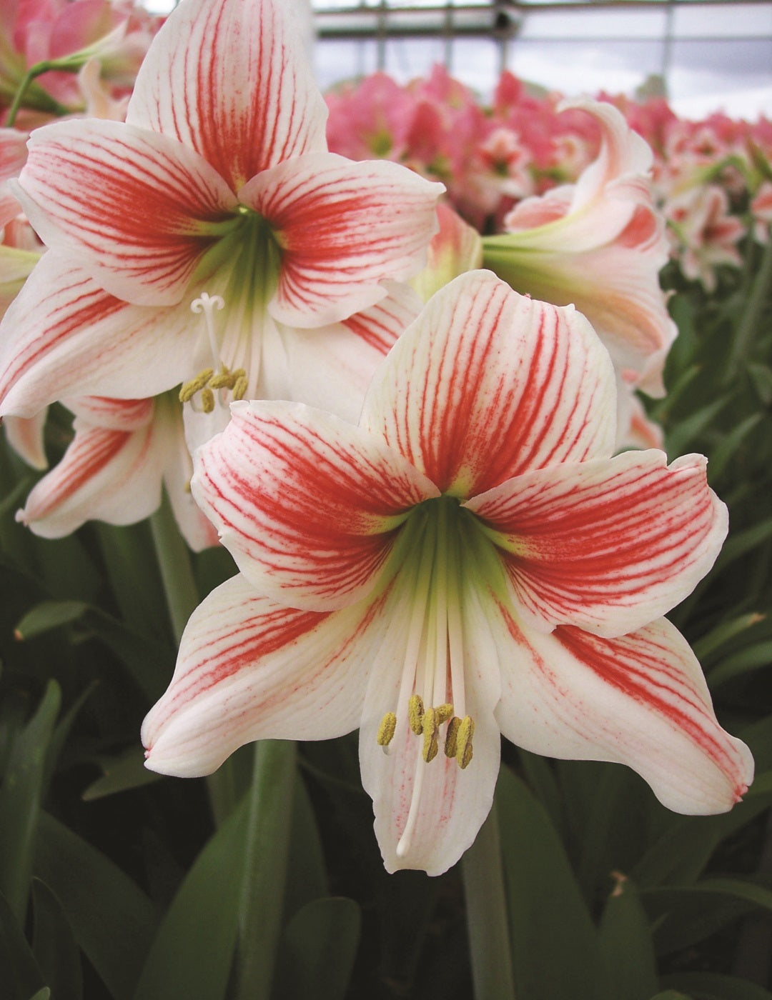 Hippeastrum Twinkle Stars (season:Aug-Sep)