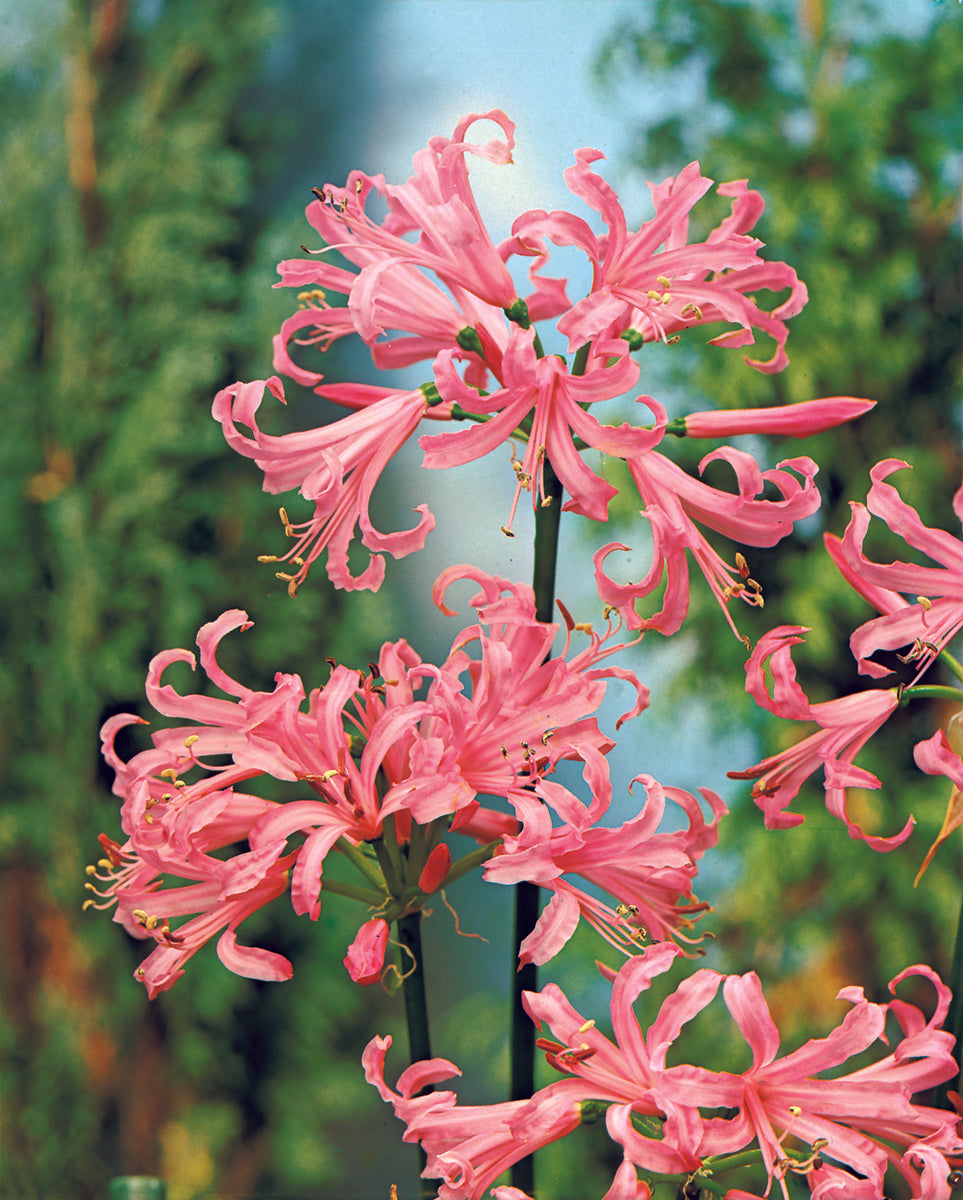 Nerine Salmonia Bulbs