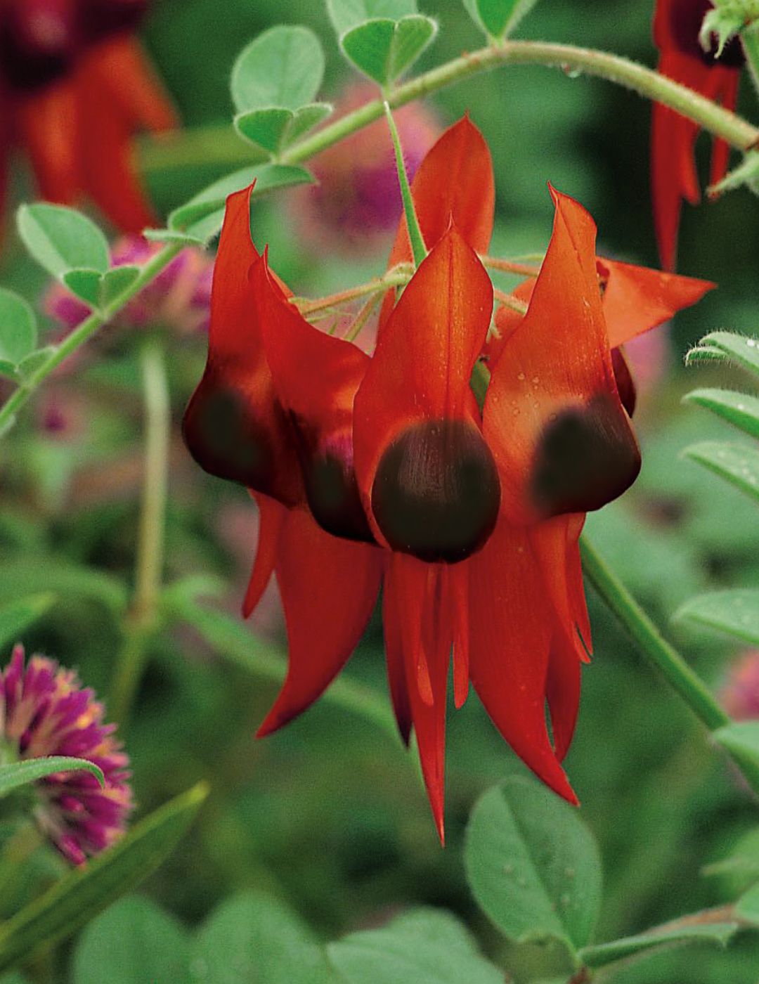 Sturt Pea WILDFLOWER