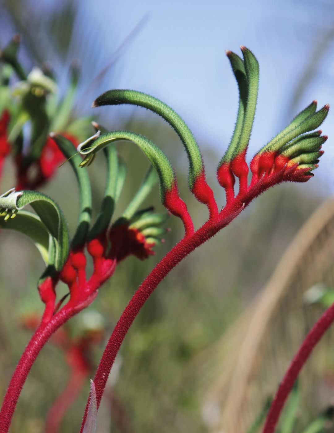 Kangaroo Paw Seeds (Red and Green)