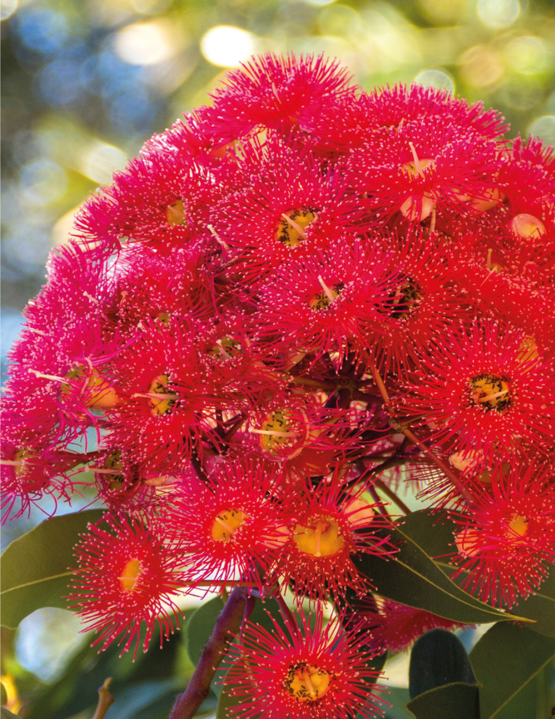 Red Flowering Gum WILDFLOWER - NOT AVAILABLE TO WA/TAS/SA