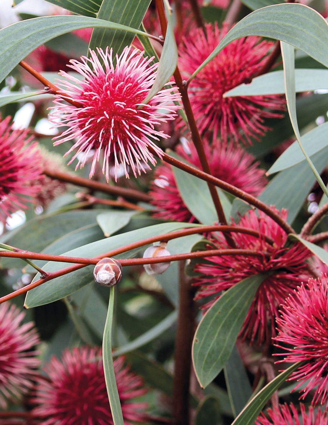 Pincushion Hakea WILDFLOWER