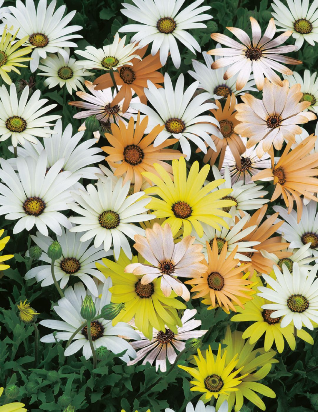 African Daisy (Dimorphotheca) Limpopo Mix