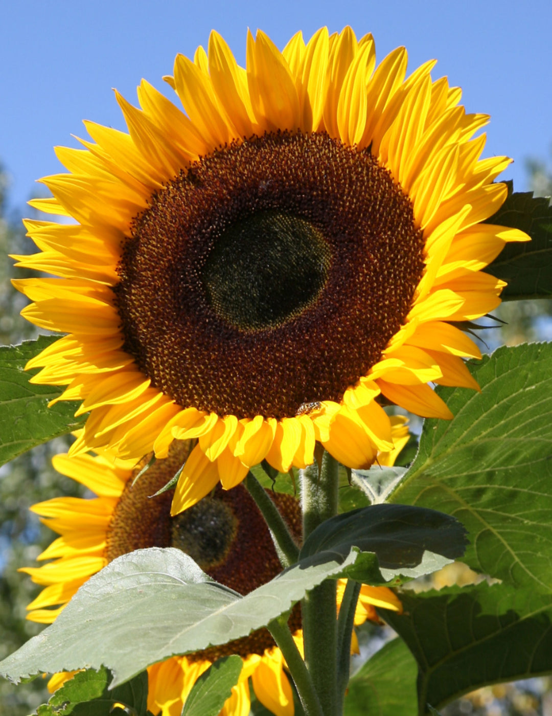 Sunflower Giant Single