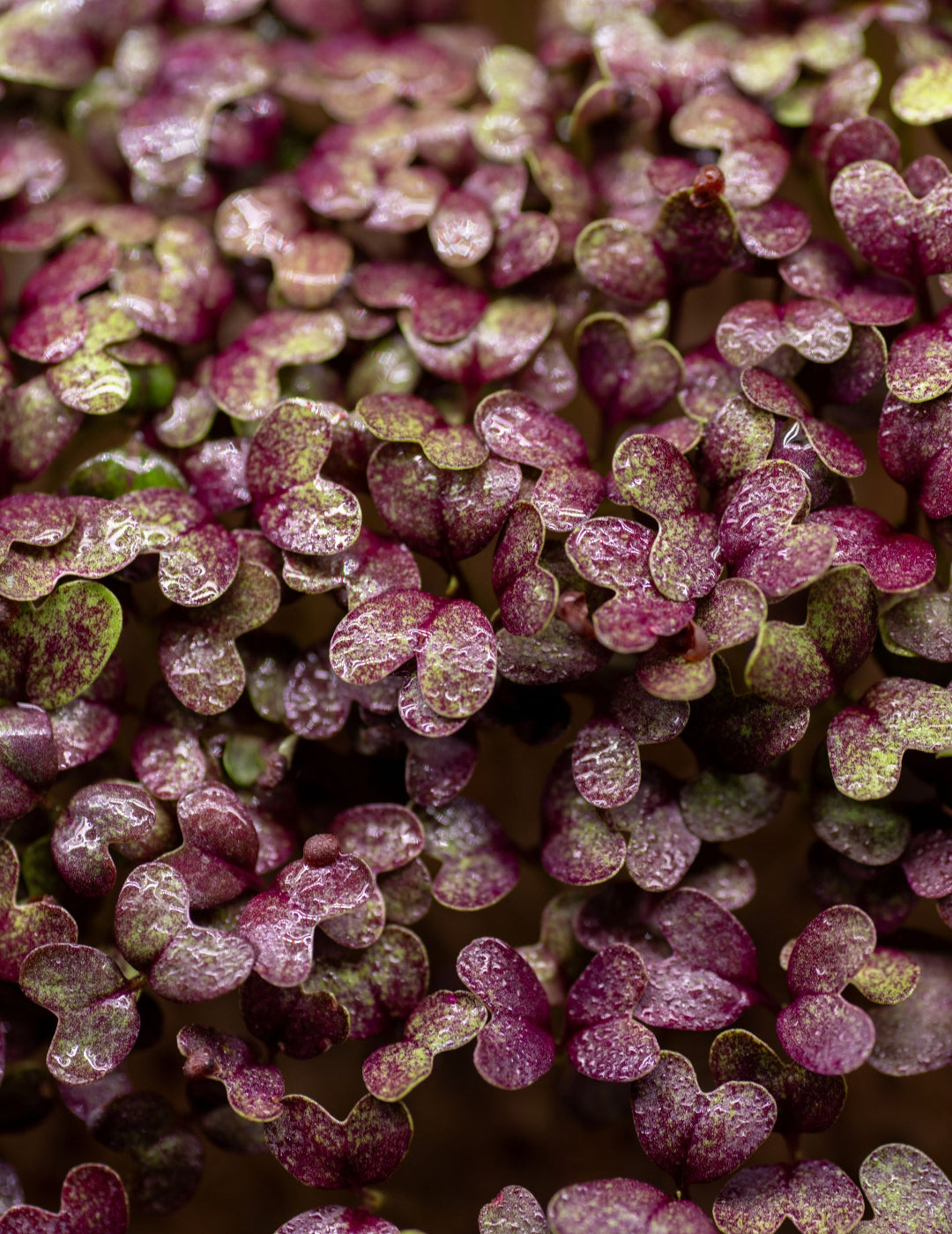 Mustard Ruby Red - Sprouting BULK BAG