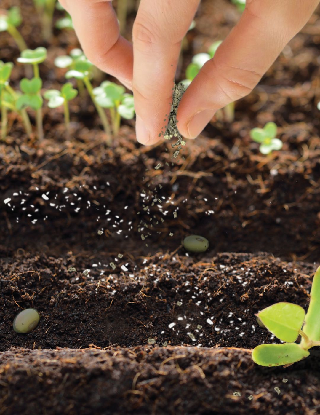 Wildflower Starter Seed Granules