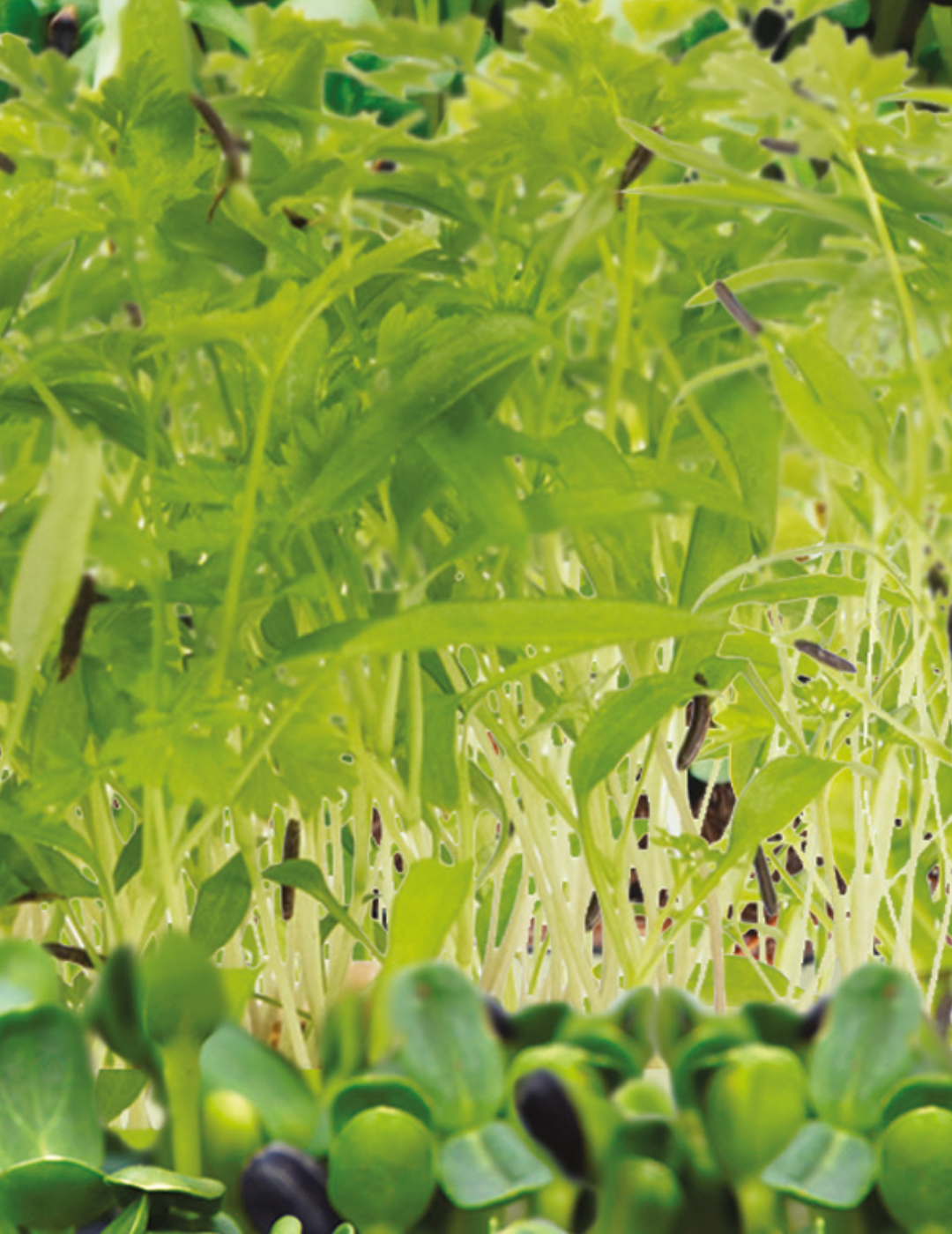 Microgreens Flavours of France - NOT AVAILABLE TO WA