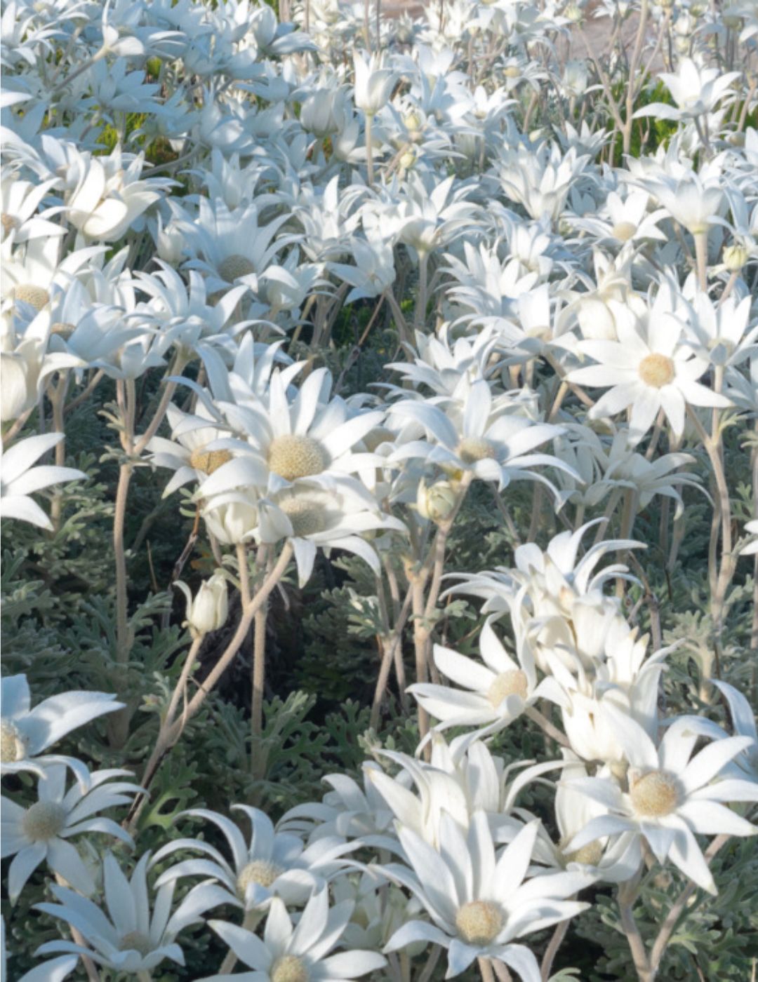 Flannel Flower WILDFLOWER