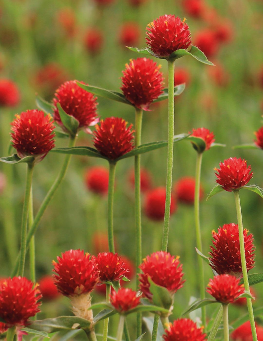 Gomphrena Strawberry Fields (Seeds)