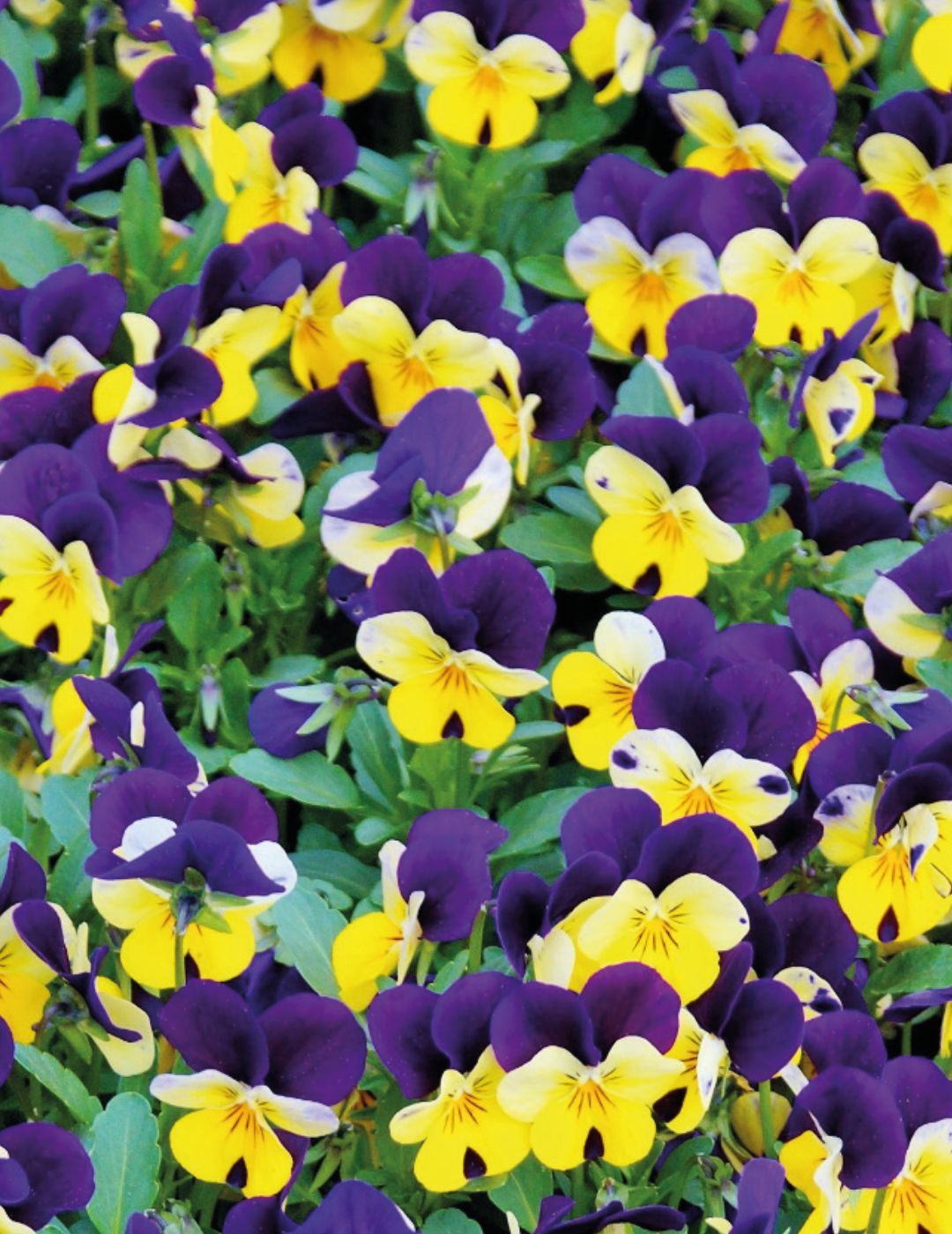 Heartsease Johnny Jump Up Seeds