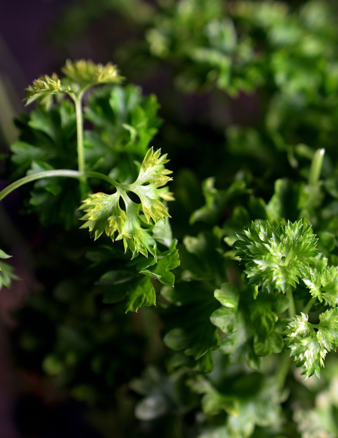 Parsley Giant of Italy ORGANIC