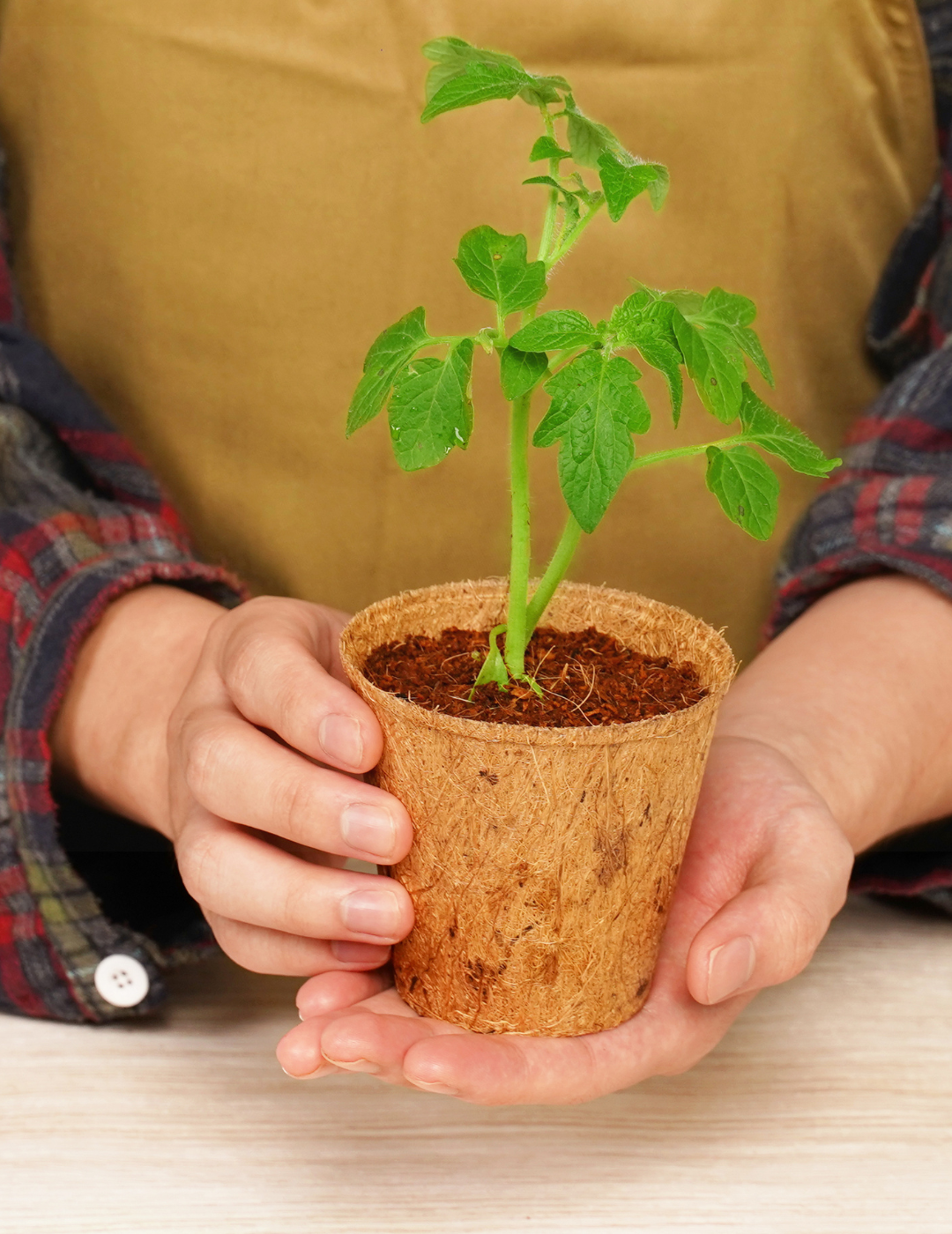 Mr Fothergill's 8cm Coco Fibre Pot (22 Pots)