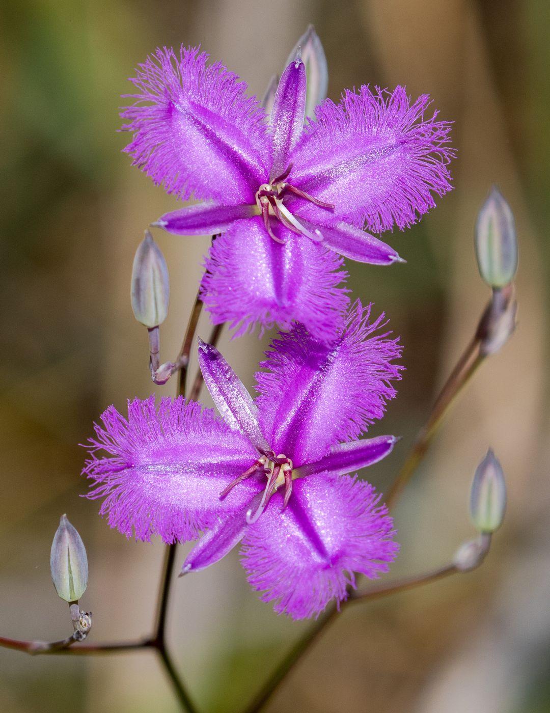 Wildflower Fringed Lily Seeds