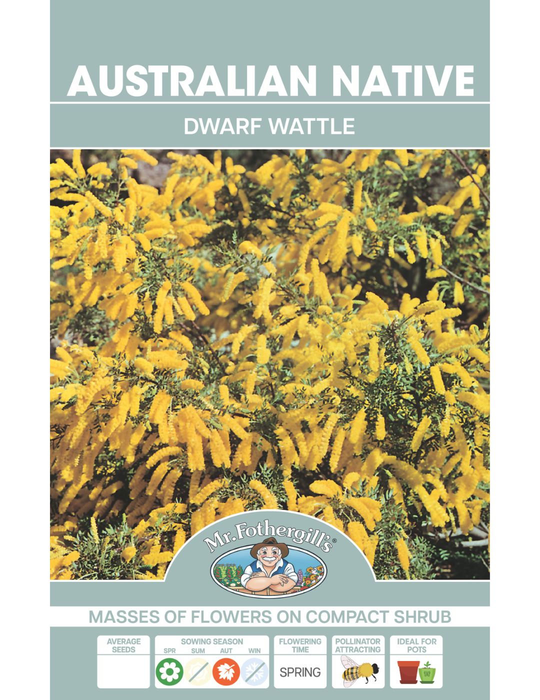 Dwarf Wattle WILDFLOWER