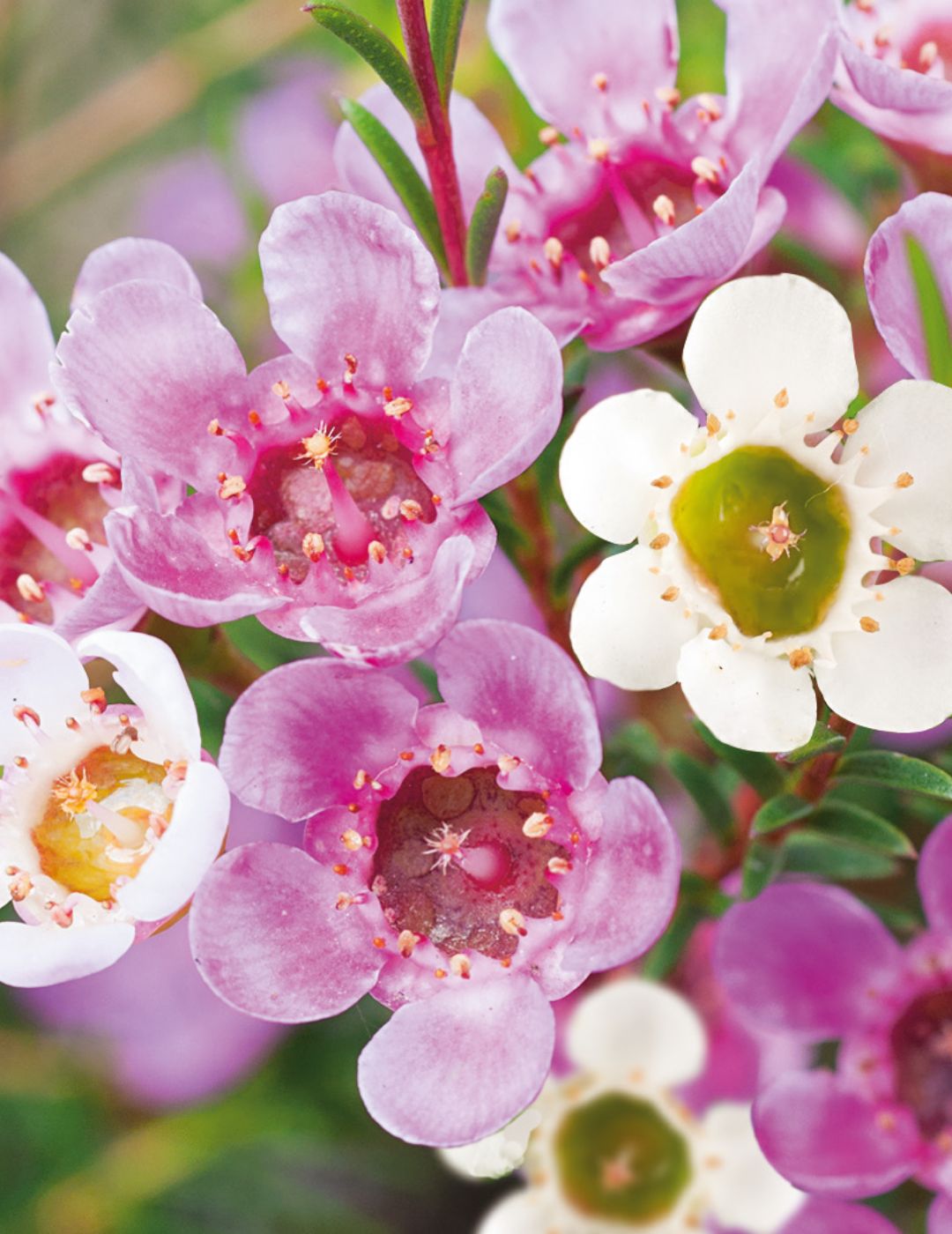 Geraldton Wax WILDFLOWER - NOT AVAILABLE TO WA/TAS