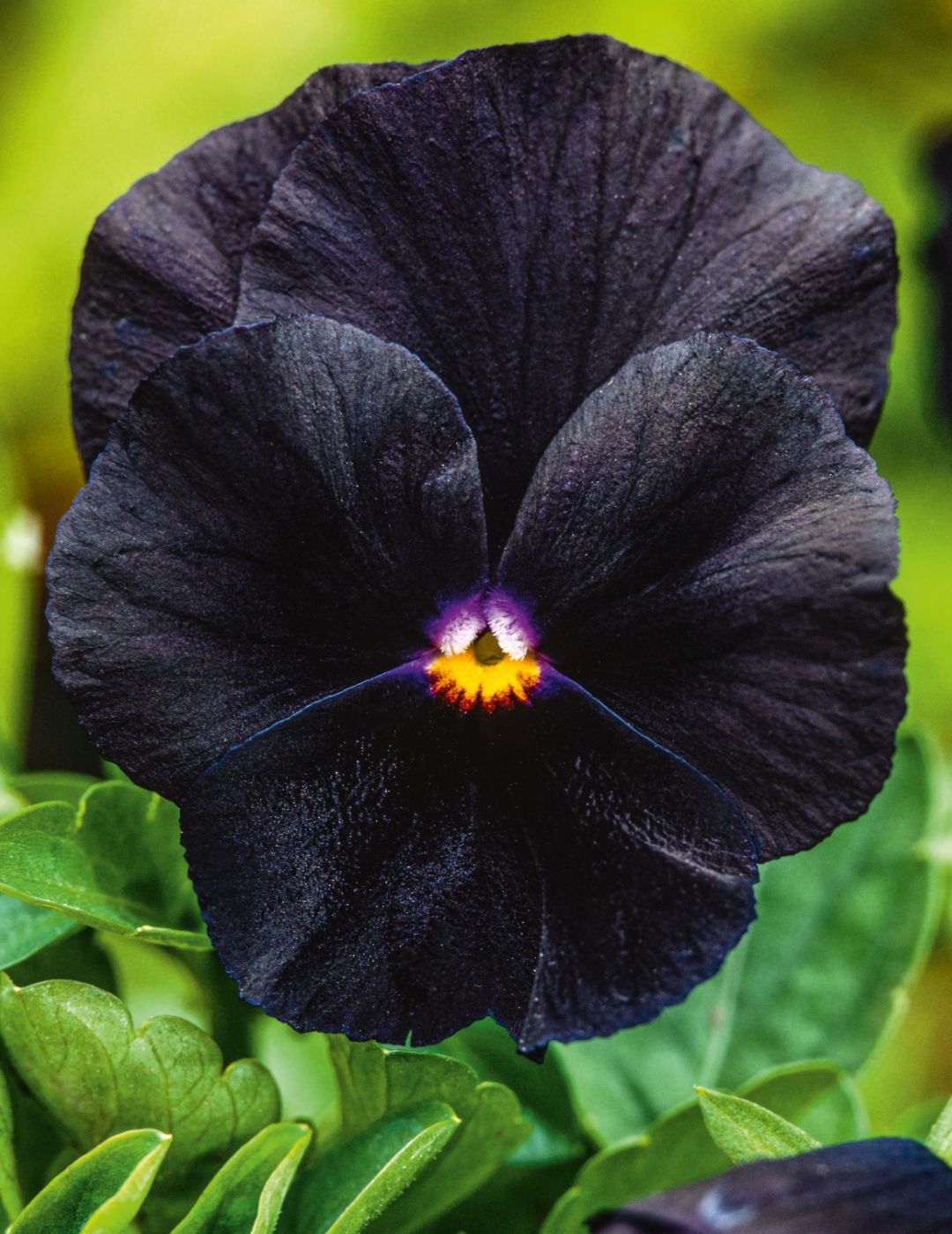 Pansy Blackjack Seeds