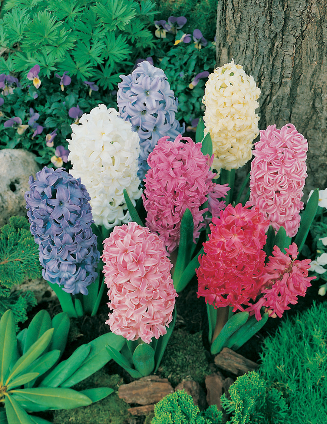 Hyacinth Mixed Value Pack