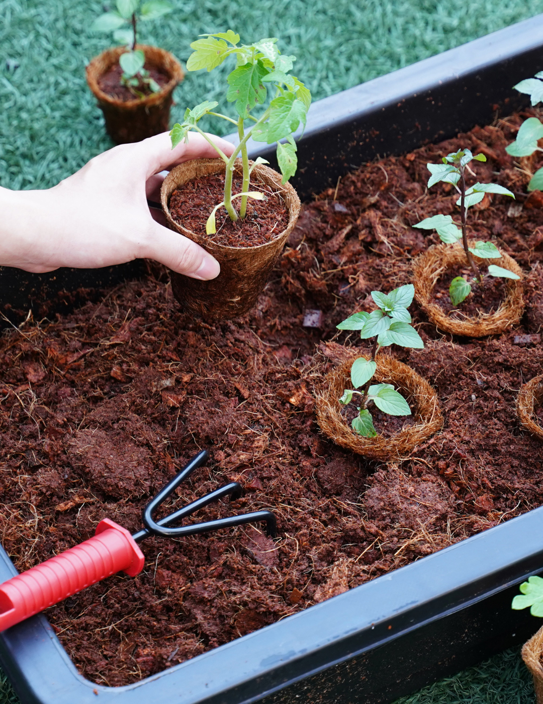 Mr Fothergill's 8cm Coco Fibre Pot (22 Pots)