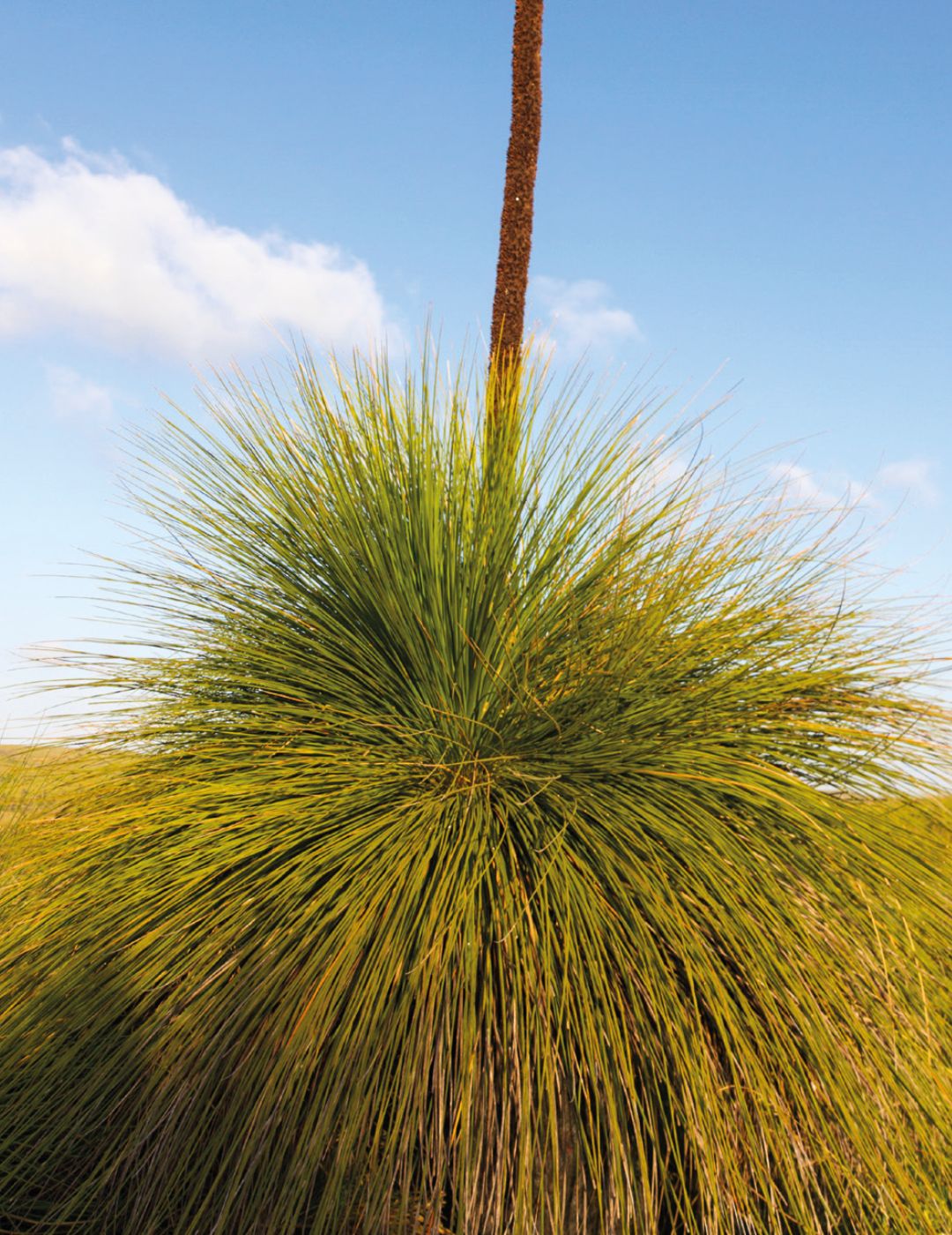 Australian Grass Tree Wildflower