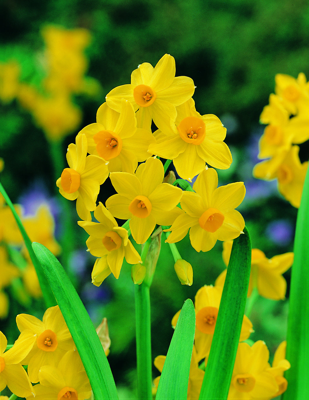 Jonquil Soleil d'Or Value Pack