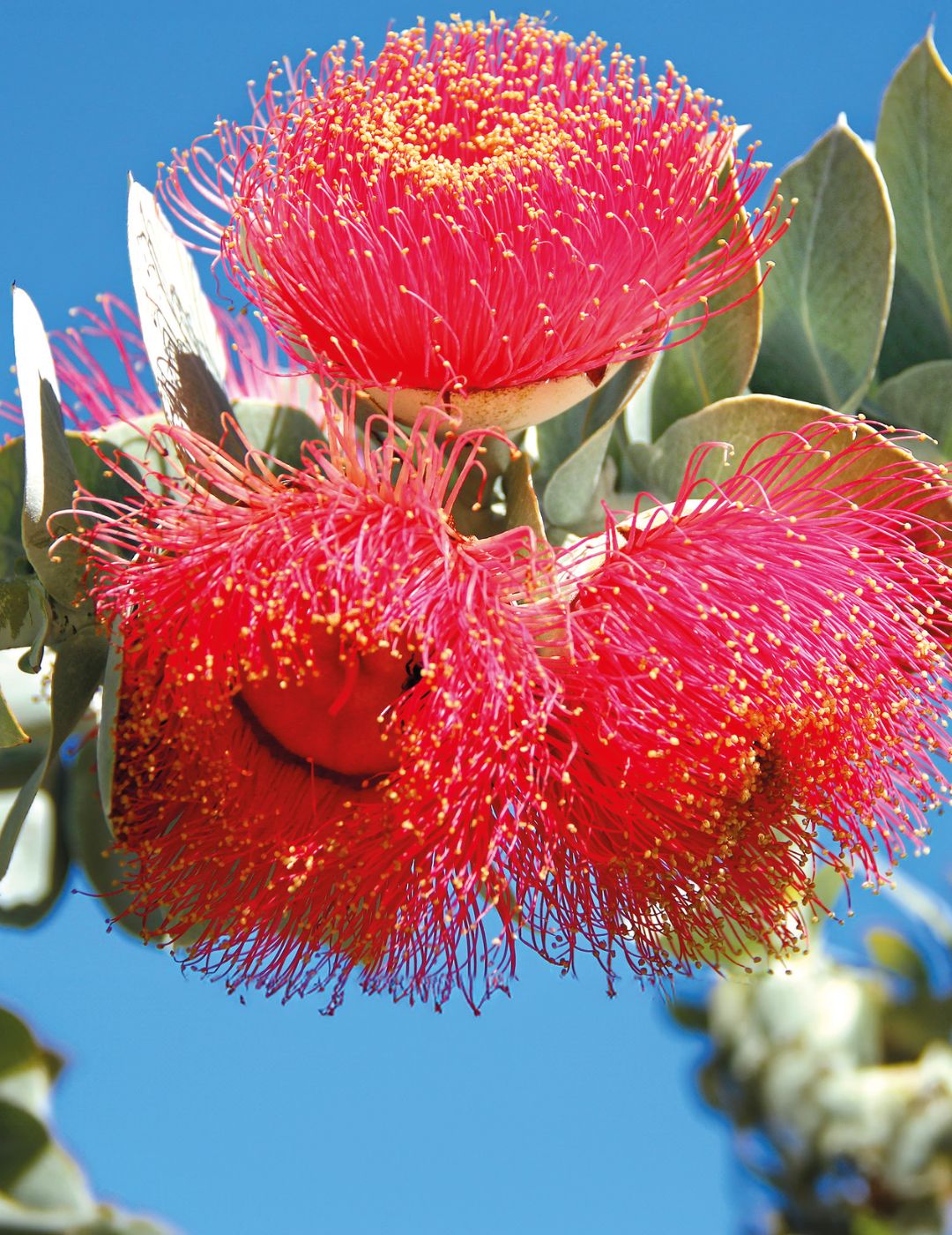 Bush Rose WILDFLOWER seeds - NOT AVAILABLE TO WA/TAS/SA