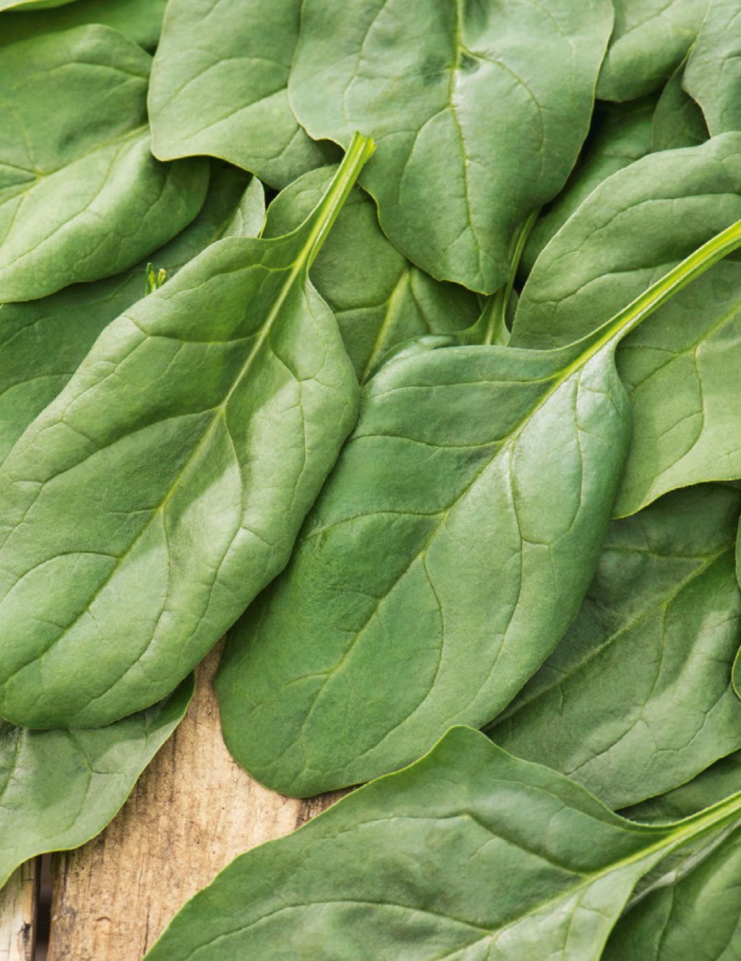 Matador Spinach Organic Seeds