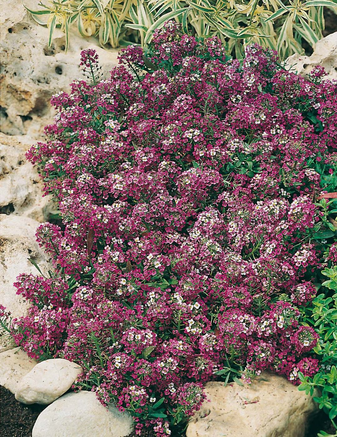 Alyssum Royal Carpet Seeds