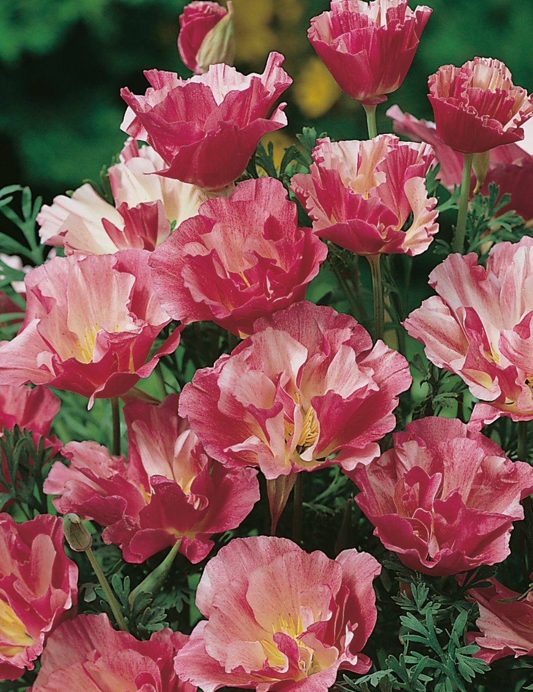 Californian Poppy Appleblossom