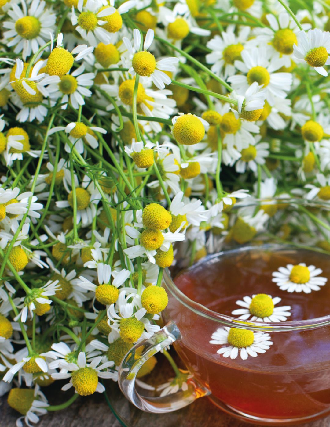 Chamomile