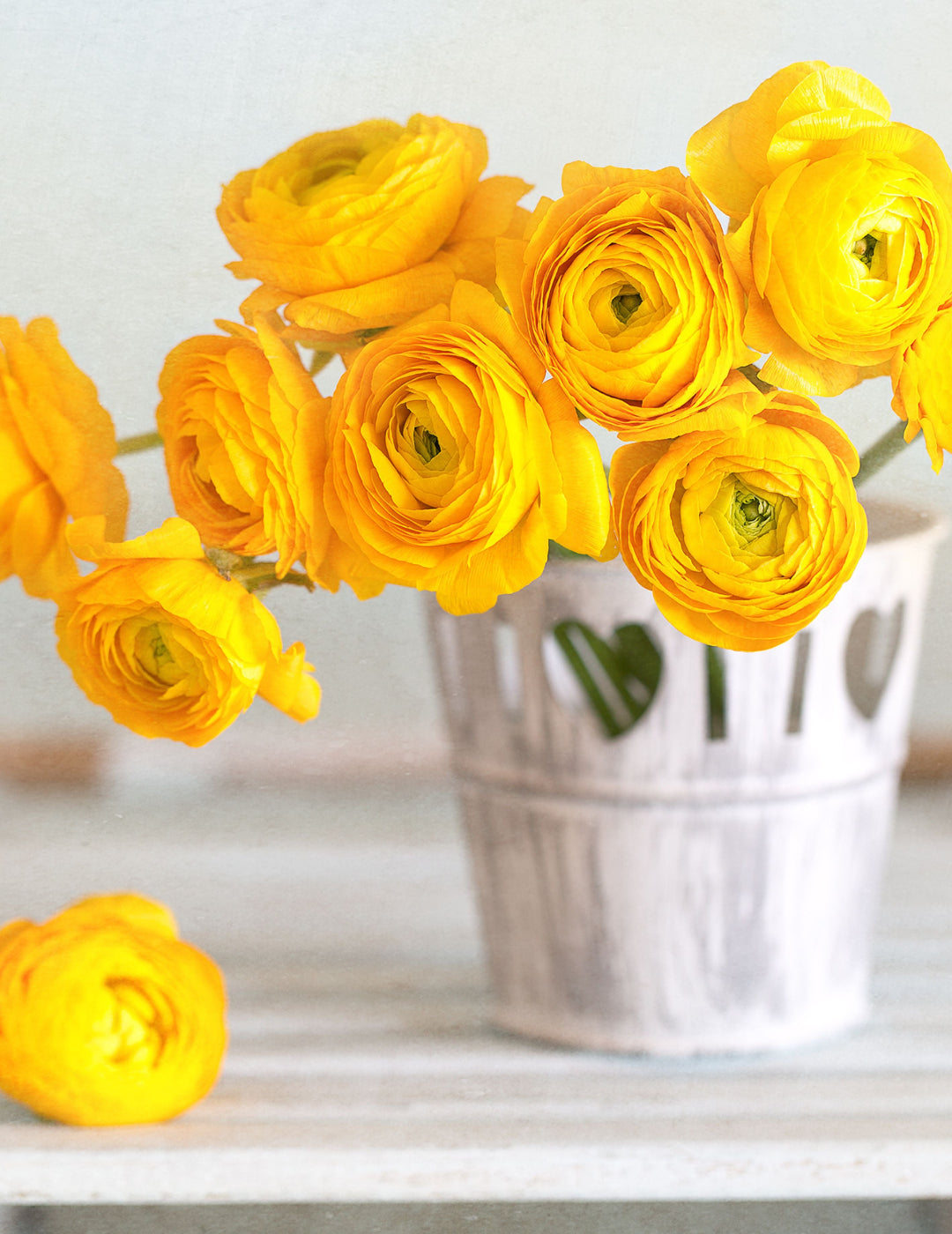 Ranunculus Yellow F1 Bulbs