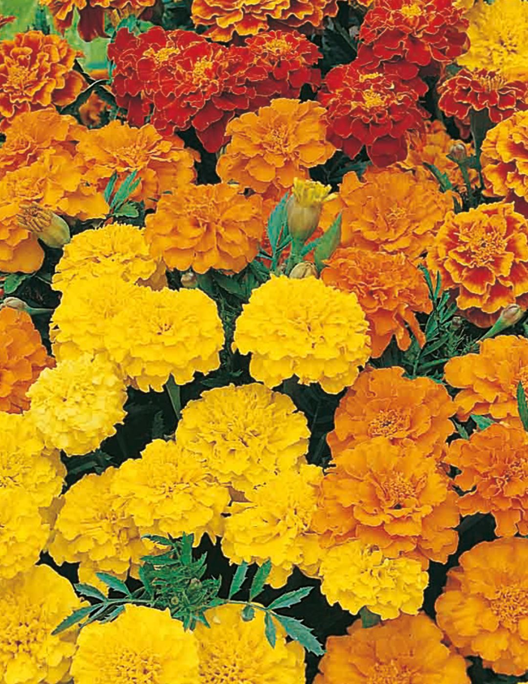 Dwarf Double Mixed Marigold Seeds