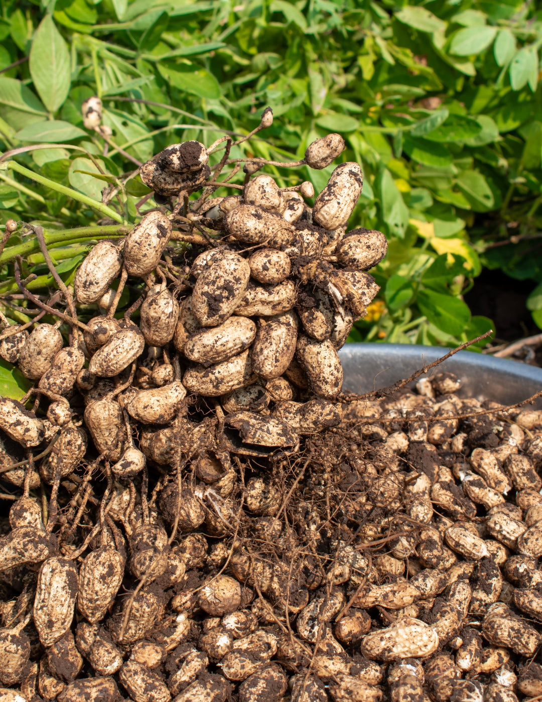 Peanut Big Pink Seeds